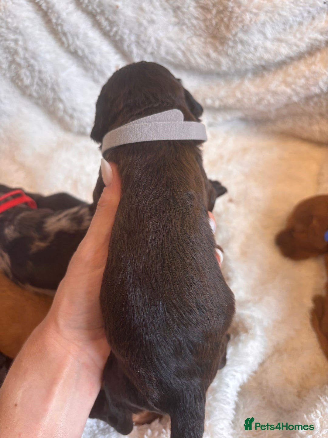 Irish Doodle dogs for sale: 🐾 F1 Beautiful Miniature Irish Doodle Puppies 🐾  - Image 12