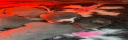 Whippet dogs for sale: Beautiful whippet pups - Advert 7
