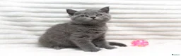 British Shorthair cats for sale: Blue British Shorthair Girl 💙 - Advert 2