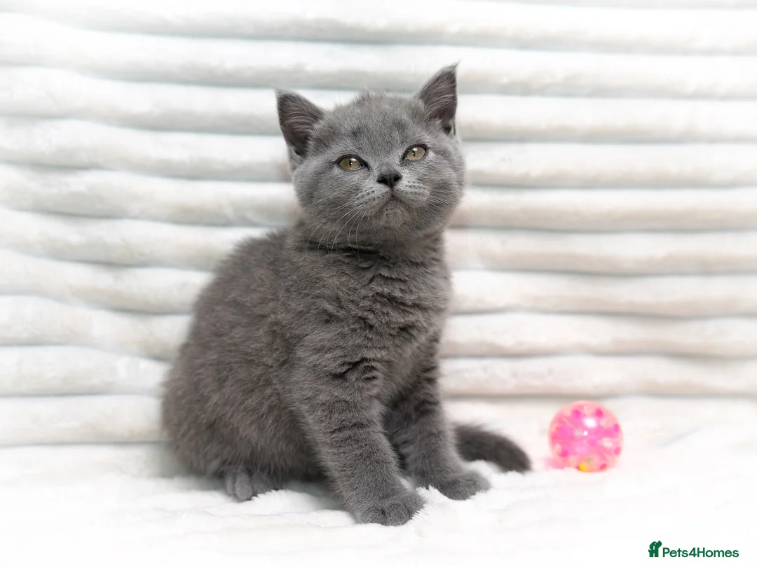 British Shorthair cats for sale: Blue British Shorthair Girl 💙 - Advert 2