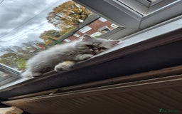 Persian cats for sale: Beautiful female Persian  - Image 3