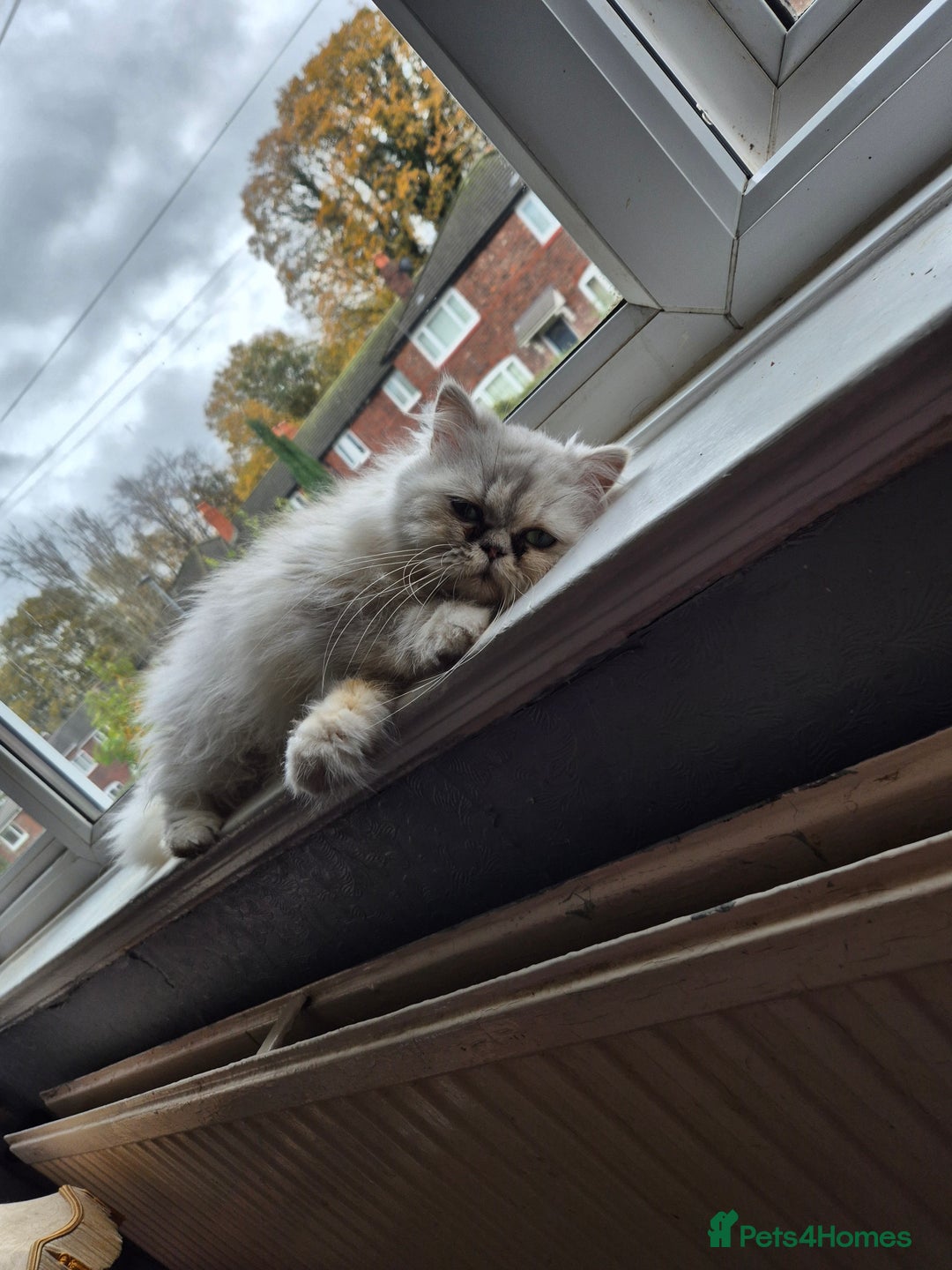 Persian cats for sale: Beautiful female Persian  - Image 3