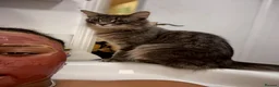 Mixed Breed cats for sale: 2 cats and their 2 kittens  - Advert 3