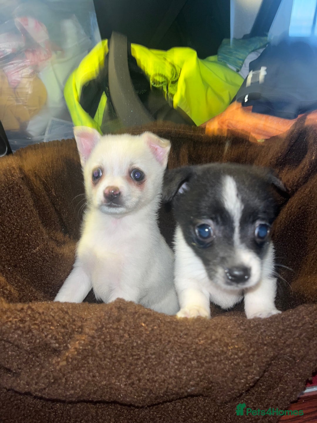 Mixed Breed dogs for sale: Jack Russel  - Advert 9