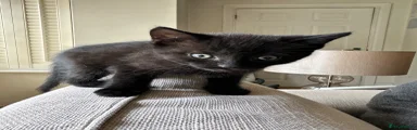 Black British Shorthair 