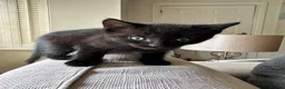 British Shorthair cats for sale: British Shorthair Kittens!  - Advert 12