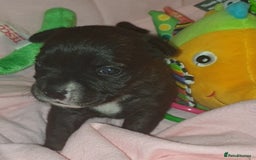 Staffordshire Bull Terrier dogs for sale: Beautiful female staffy puppy - Image 2