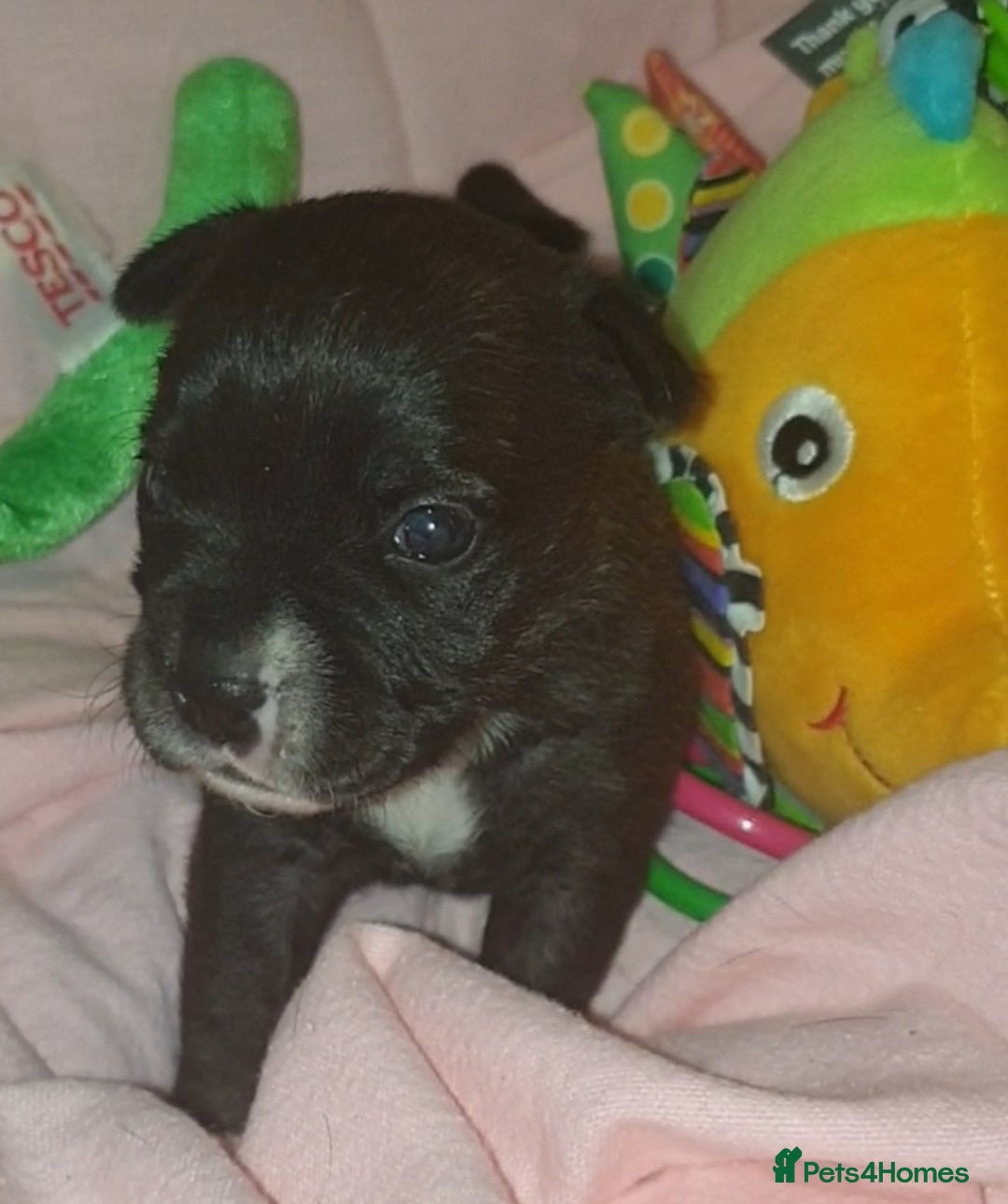 Staffordshire Bull Terrier dogs for sale: Beautiful female staffy puppy - Image 2