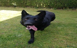 German Shepherd dogs for stud: German shepherd stud - Image 2
