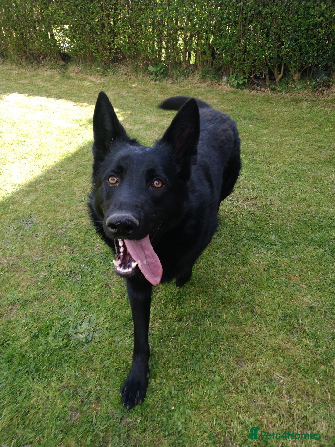 German Shepherd dogs for stud: German shepherd stud - Image 2