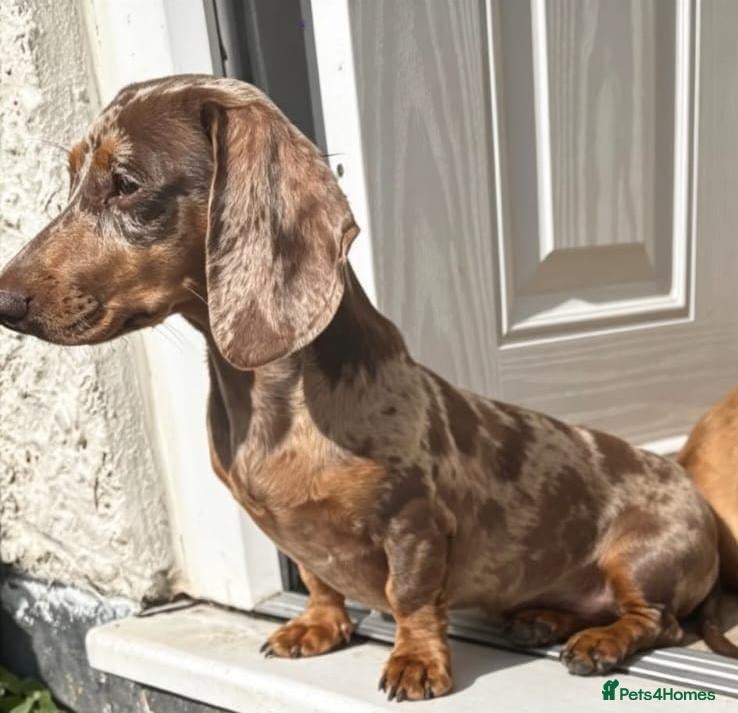 Miniature Dachshund dogs ADORABLE DAPPLE DACHSHUND PUPPY FOR SALE! ❤️🐶 - Advert 3
