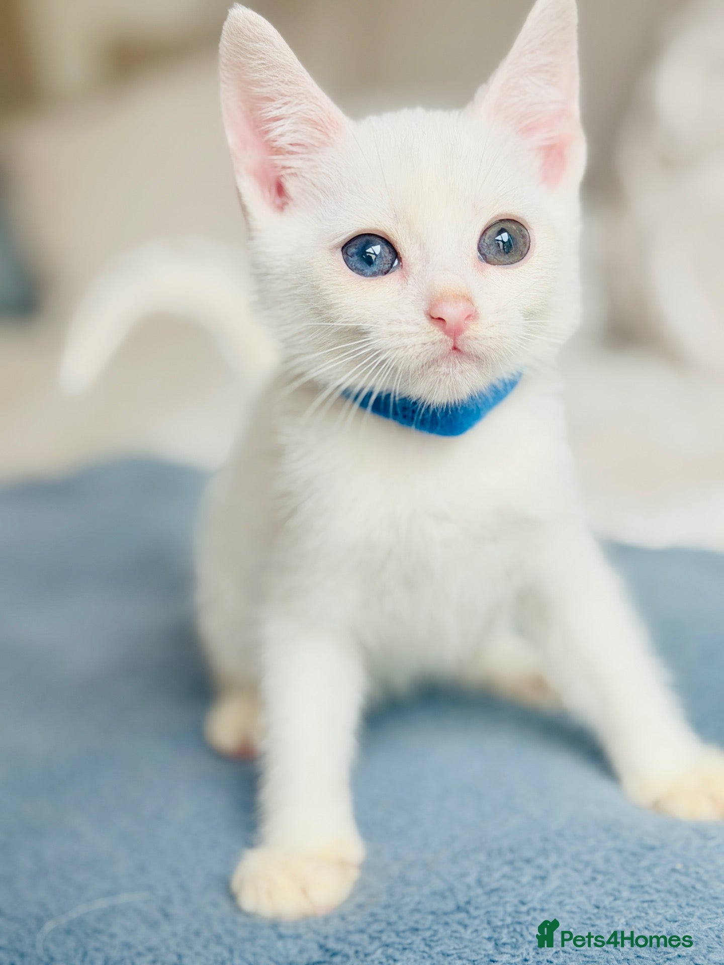 Turkish Angora cats 🐾 Unique Turkish Angora x Bengal Mix Kittens 🐾 - Advert 1