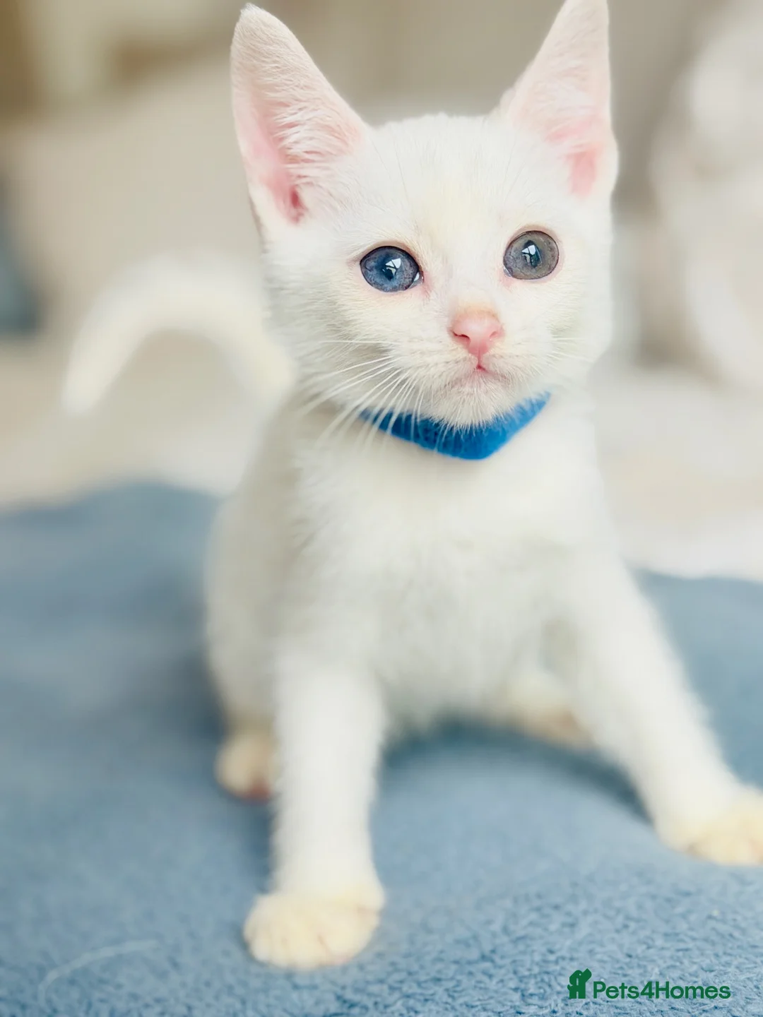 Turkish Angora cats for sale: 🐾 Unique Turkish Angora x Bengal Mix Kittens 🐾 - Advert 1