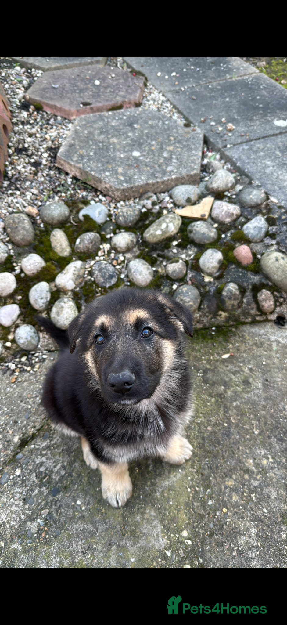 German Shepherd dogs 9-Week-Old Male GSD Puppy – Short Hair – - Advert 2