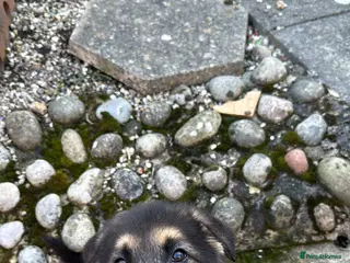 German Shepherd dogs 9-Week-Old Male GSD Puppy – Short Hair – - Advert 2