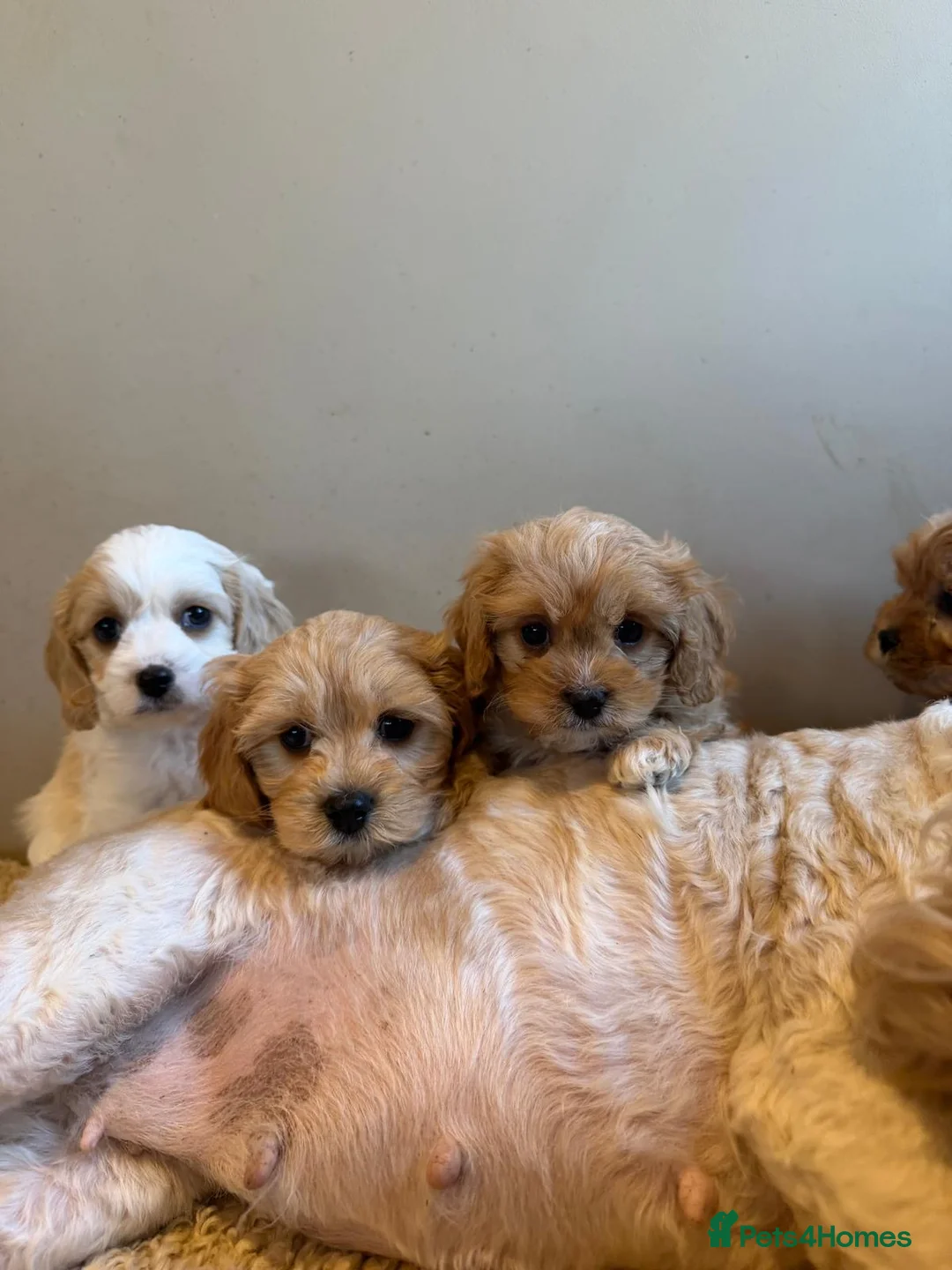 Cavachon dogs for sale: Cavapoochons  - Advert 1