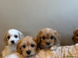Cavachon dogs for sale: Cavapoochons - Advert 3