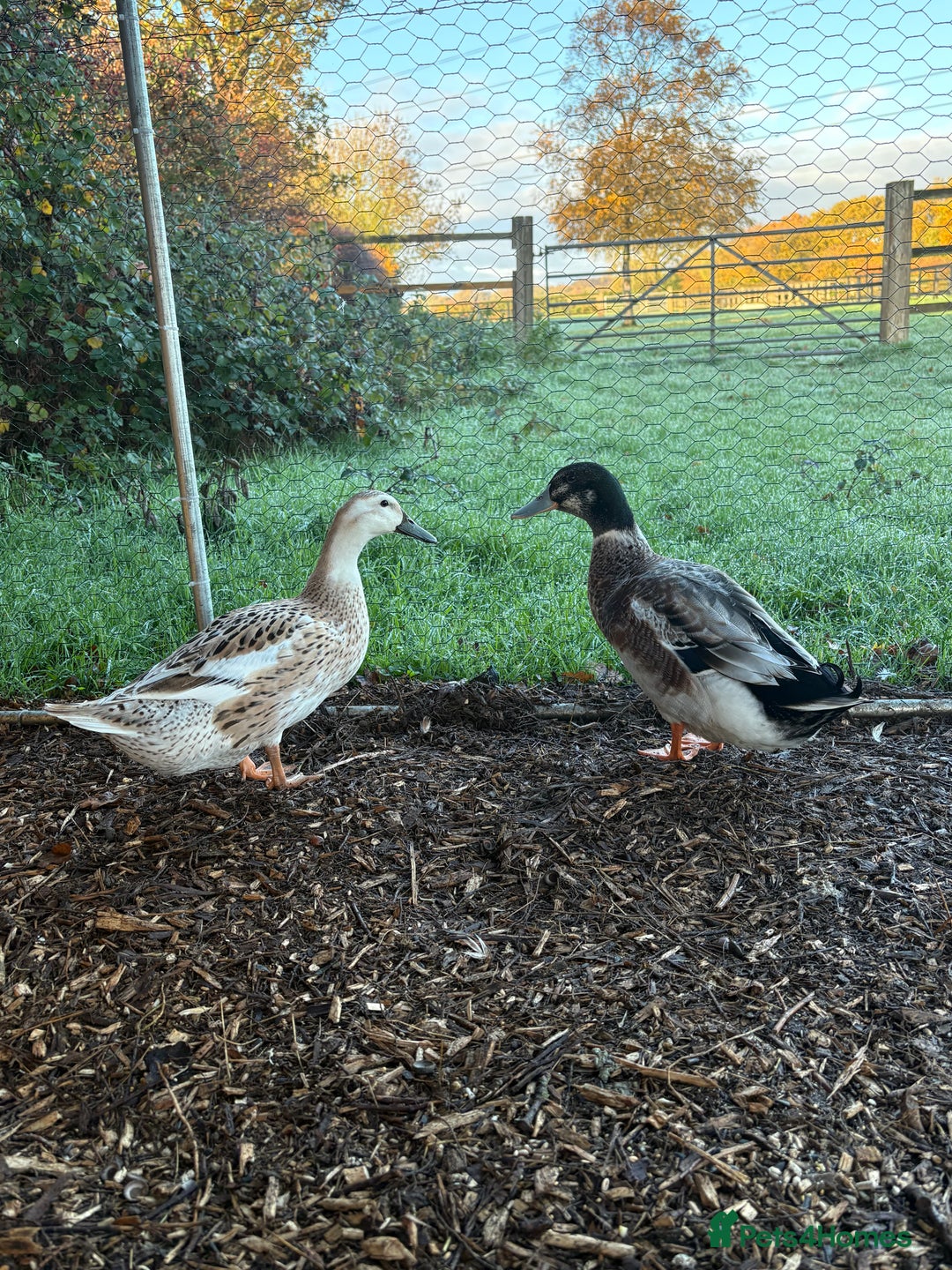 Ducks poultry for sale: Bonded breeding pair of silver appleyard ducks  - Advert 2