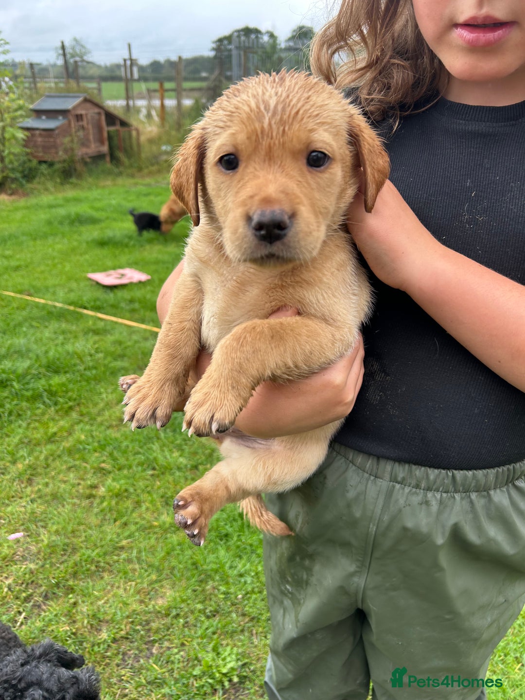 Labrador Retriever dogs for sale: Labrador retrievers  - Image 3