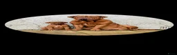 Dogue De Bordeaux dogs for sale: Thor and storm  in Mauchline - Advert 18
