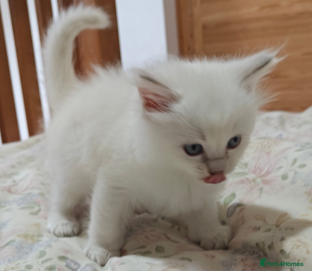 Ragdoll cats for sale: GCCF Ragdoll girls - Advert 3