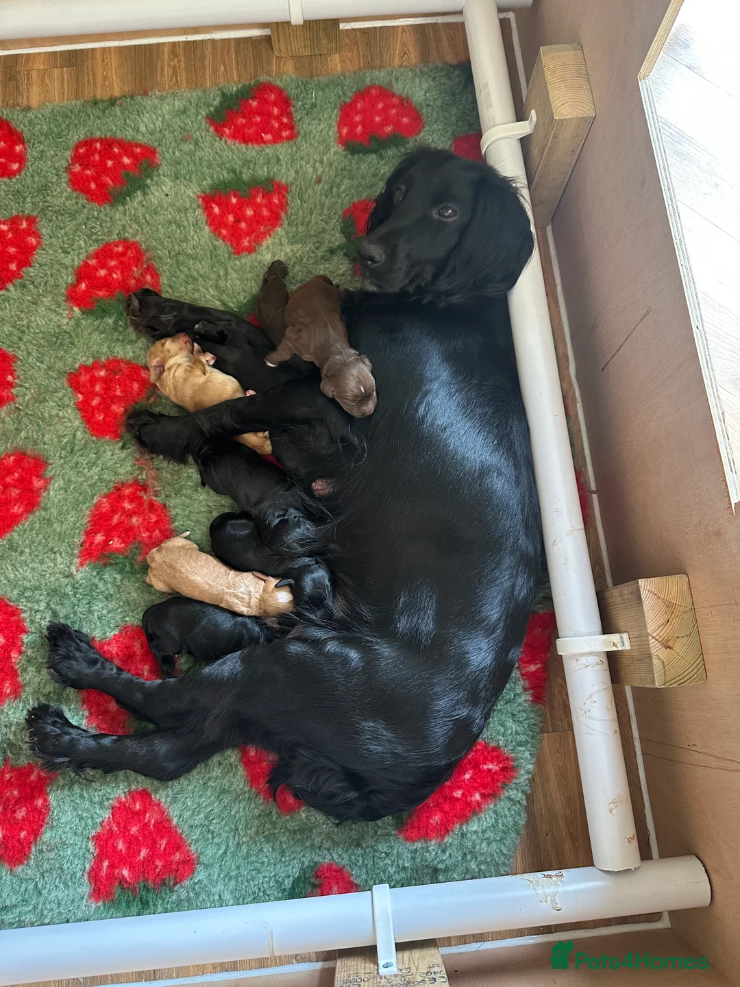 Sprocker dogs for sale: Sprocker Puppies ❤️  - Advert 1