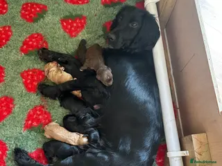 Sprocker dogs Sprocker Puppies ❤️ - Advert 3