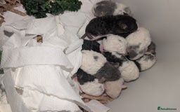 Rat rodents for sale: Rex baby rats !! - Advert 2