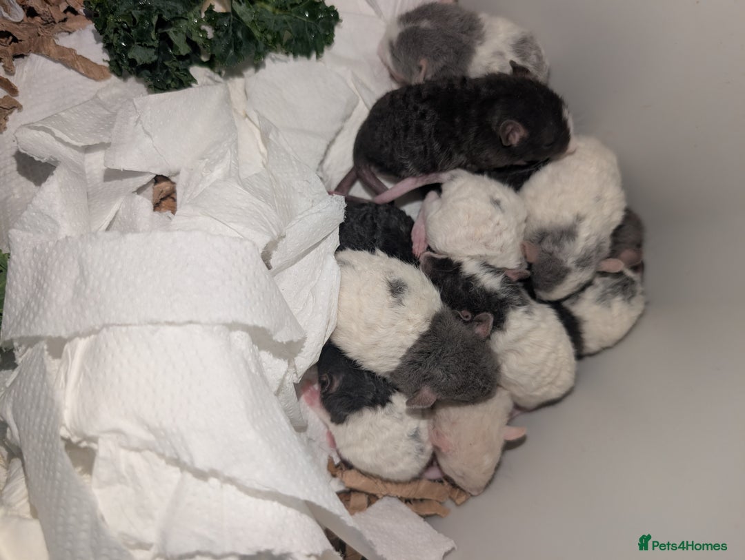 Rat rodents for sale: Rex baby rats !! - Advert 2