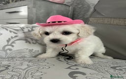 Mixed Breed dogs for sale: La Chon Puppies!  - Image 18