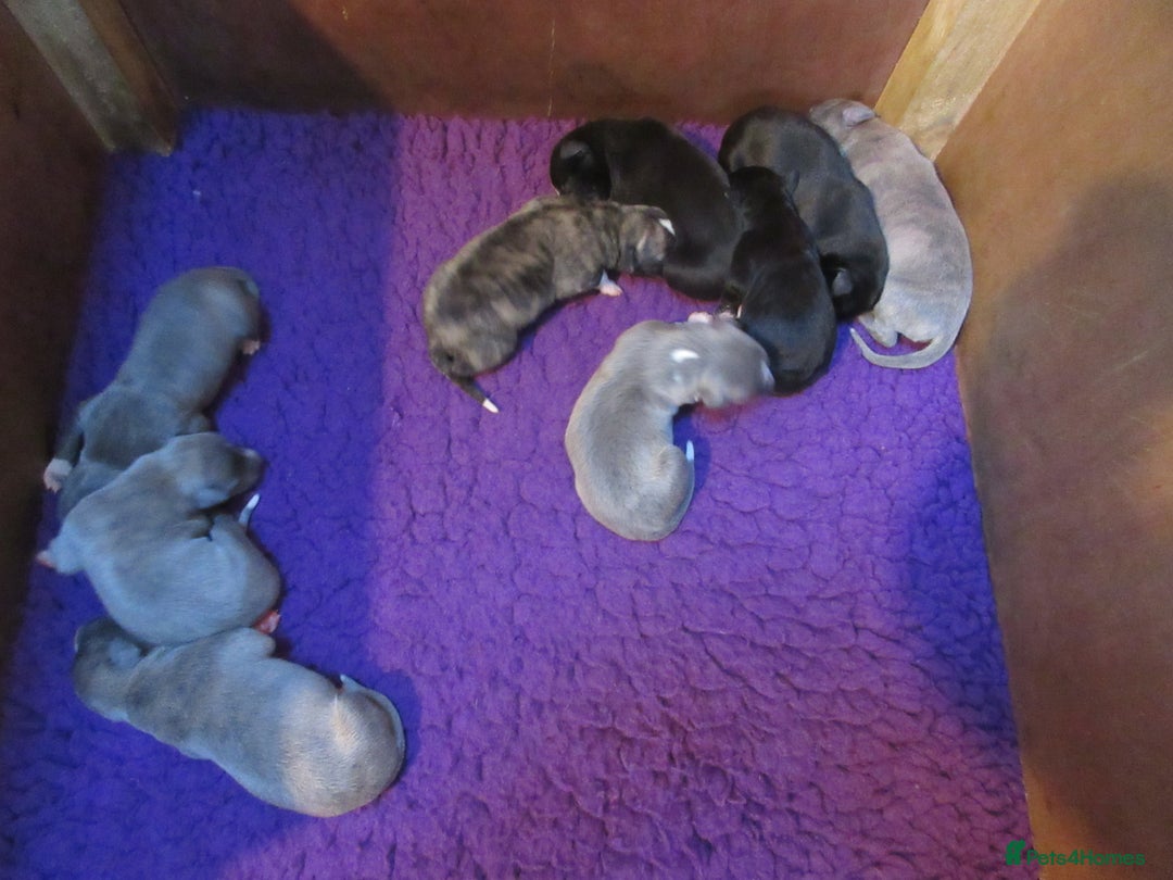 Whippet dogs for sale: KC DNA health tested, show quality Whippets - Advert 11