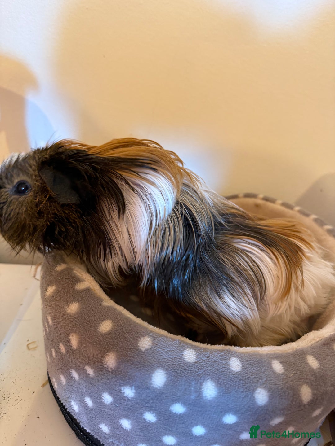 Guinea Pig rodents for sale: Long haired male guinea pig  - Image 3