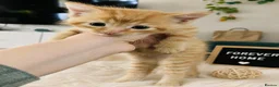Mixed Breed cats for sale: Kittens -1  female & 1 male Tabby  in Tiverton - Advert 5