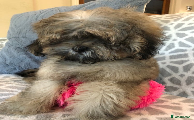 Shihpoo dogs - Advert 1