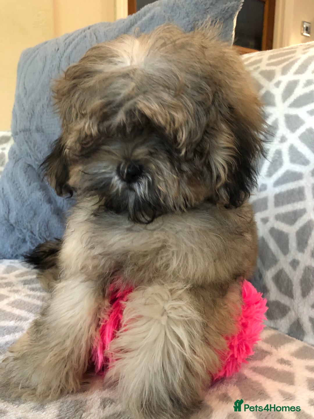 Shihpoo dogs for sale: shihpoo puppies for sale  - Image 1