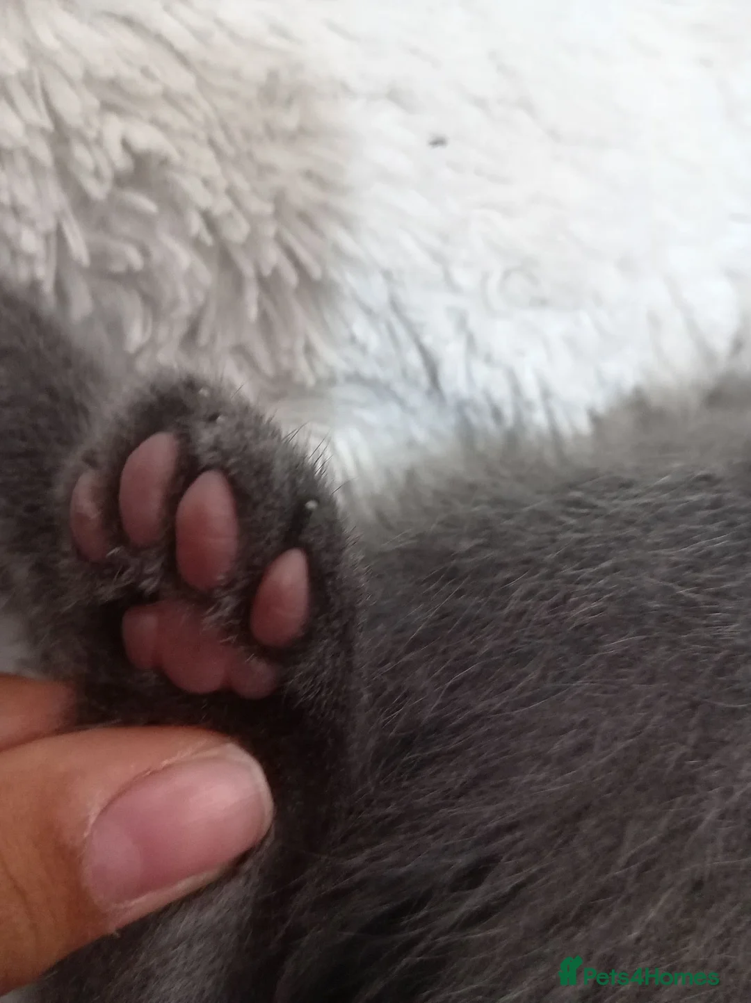 Mixed Breed cats for sale: Grey little kitten in Sheffield - Advert 2