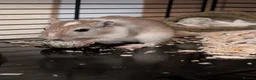 Gerbil rodents for sale: Milo and Dusty  in Gillingham - Advert 3