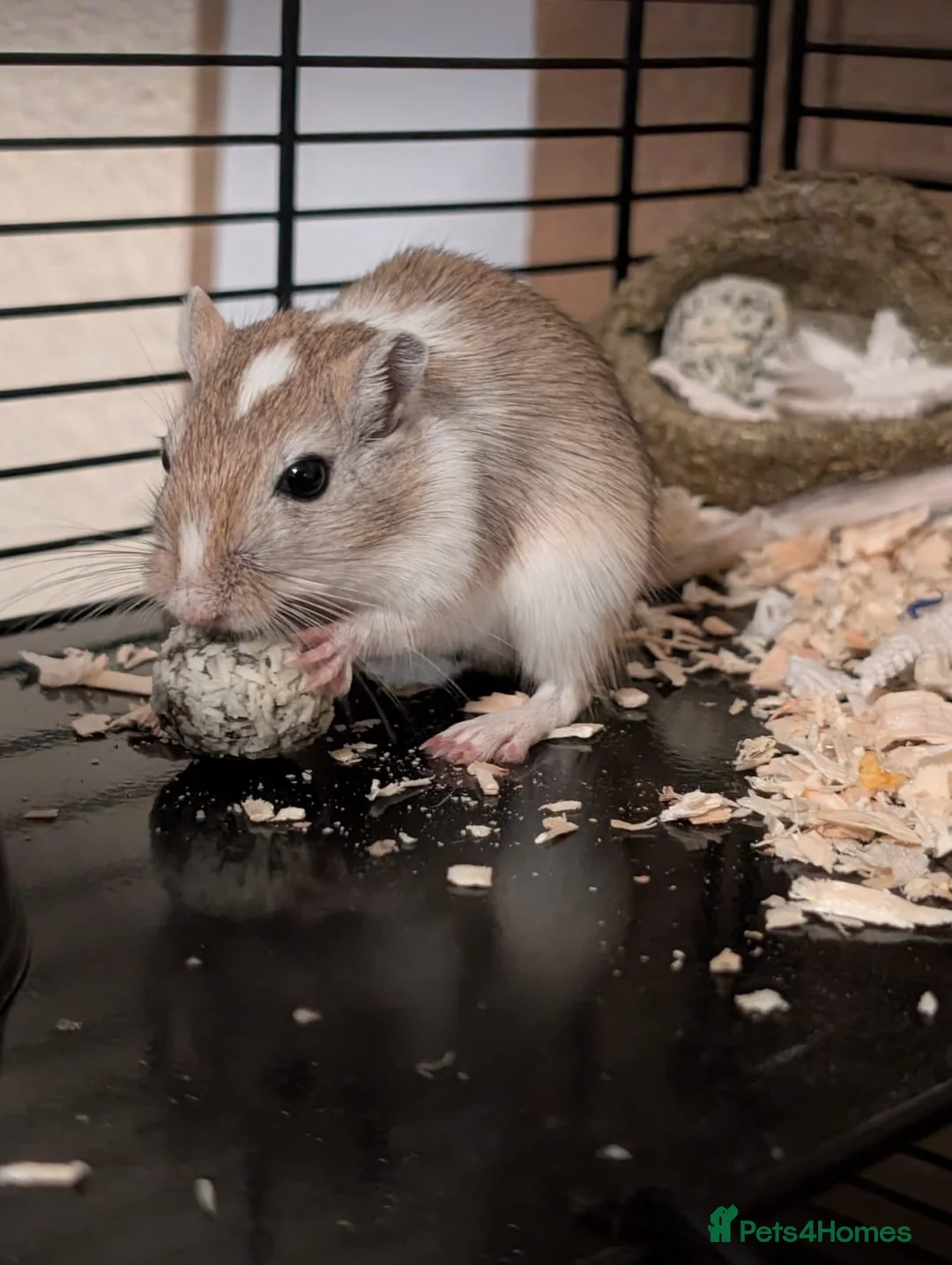 Gerbil rodents for sale: Milo and Dusty  in Gillingham - Advert 3