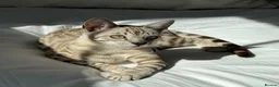 Bengal cats for sale: One boy left! Full Pedigree Snow TICA Bengals - Advert 3
