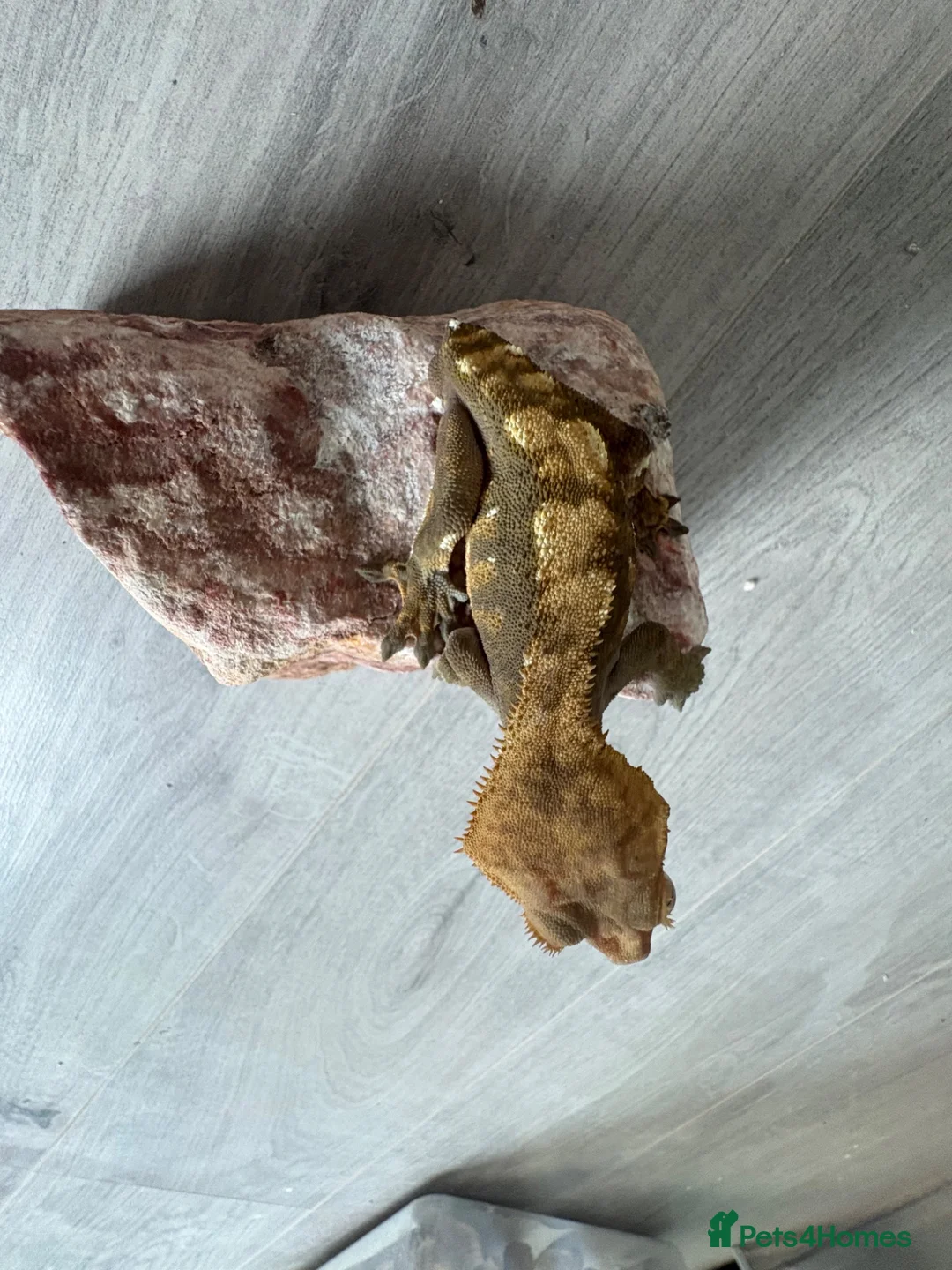 Gecko reptiles for sale: Crested geckos  - Advert 2