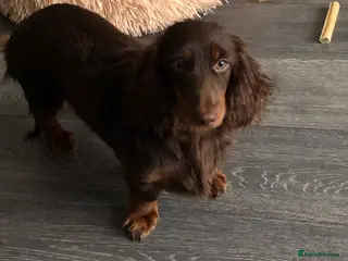 Miniature Dachshund dogs Miniature Dachshund - Advert 6