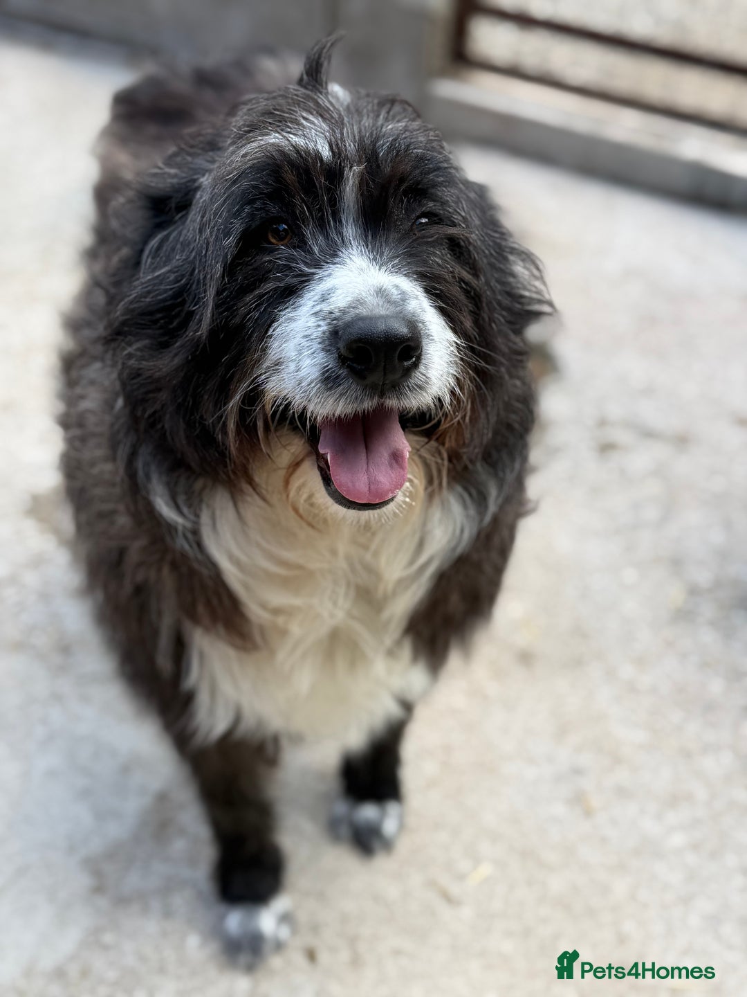 Mixed Breed dogs for adoption: Xin is waiting patiently for a family  - Image 1