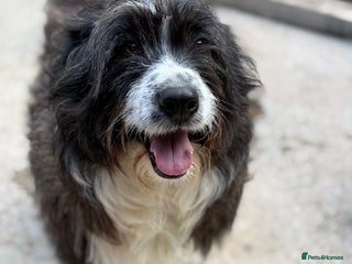 Mixed Breed dogs Xin is waiting patiently for a family - Advert 9