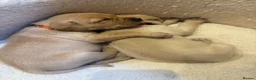 Labrador Retriever dogs for sale: Beautiful Working Lab pups - Advert 1