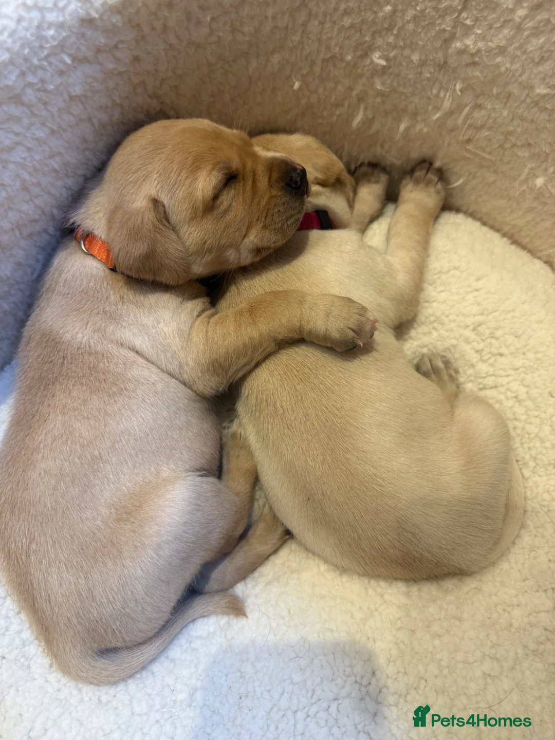 Labrador Retriever dogs for sale: Beautiful Working Lab pups - Advert 1
