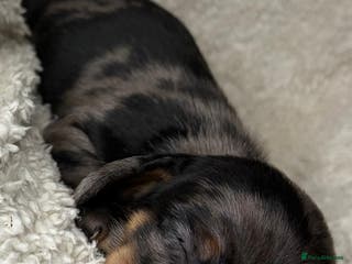 Miniature Dachshund dogs Beautiful dachshund puppies for sale - Advert 9