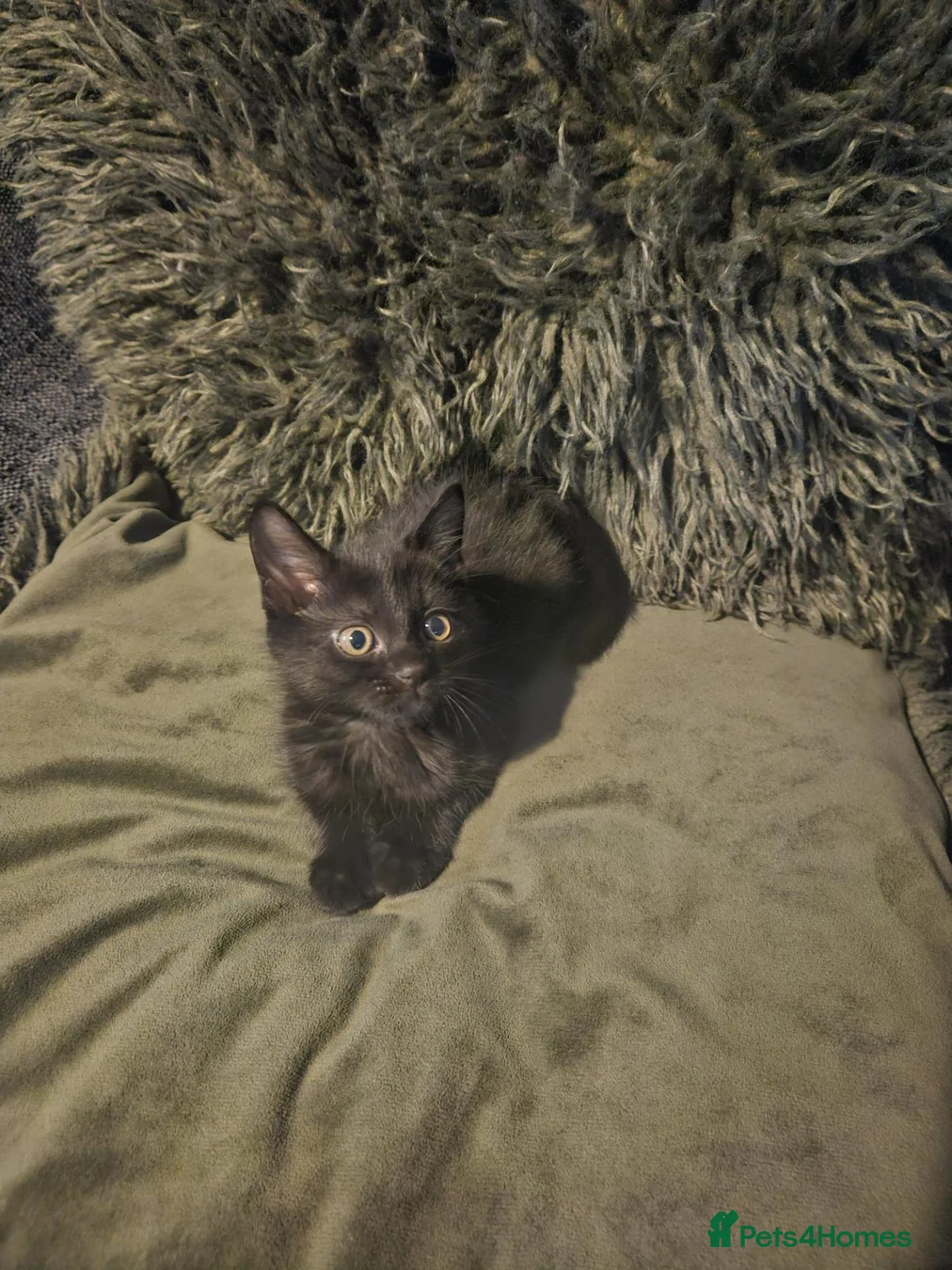 Mixed Breed cats for sale: One extremely lovable boy  - Advert 5