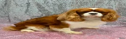 Cavalier King Charles Spaniel dogs for sale: Looking for new homes  - Advert 2