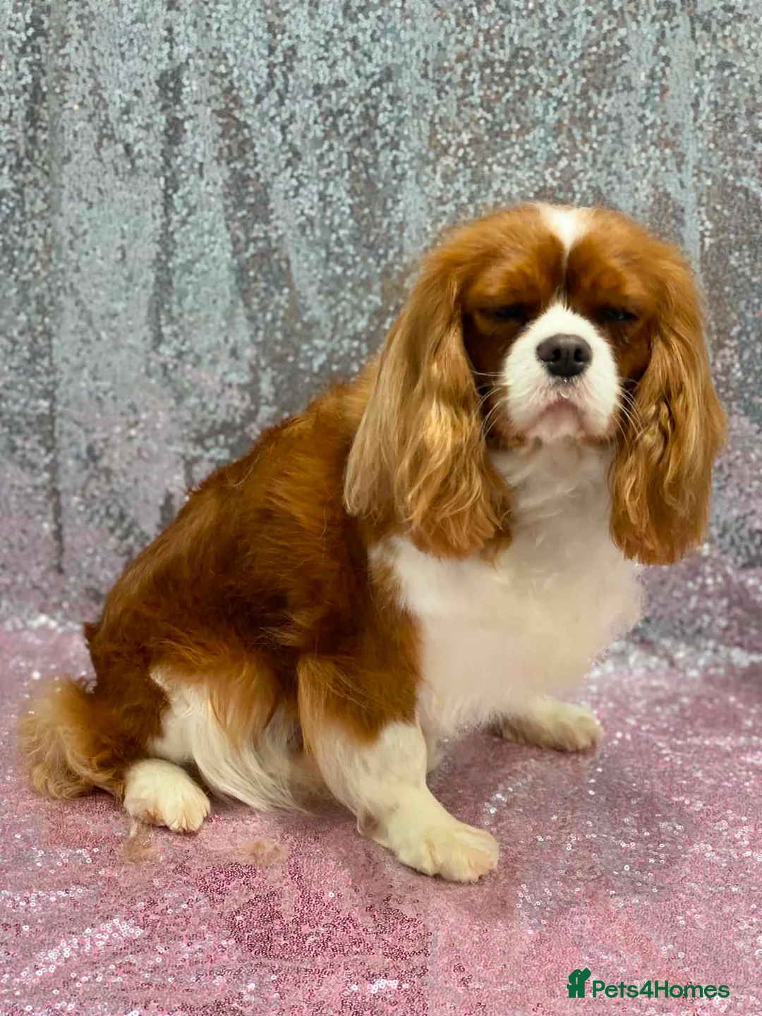 Cavalier King Charles Spaniel dogs for sale: Looking for new homes  - Advert 2