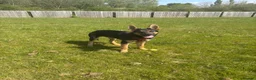 German Shepherd dogs for sale: 8 Month Straight Back German Shepard  - Advert 4